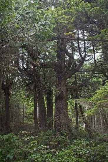 Lifestyle near Ucluelet